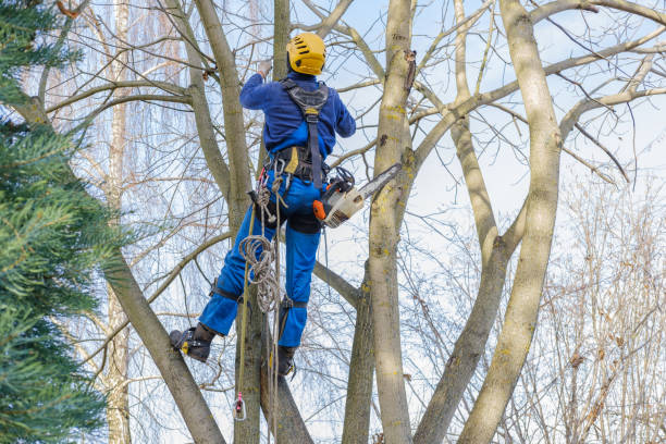 How Our Tree Care Process Works  in  Golden Glades, FL